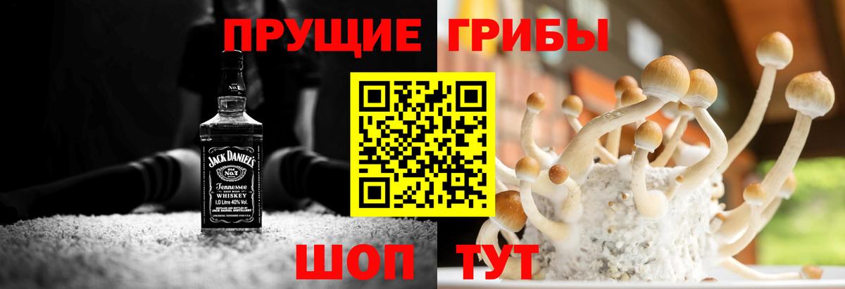 Псилоцибиновые грибы Psilocybe Дедовск